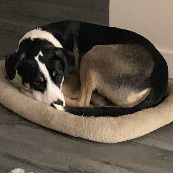 Meet your Posher, Lara - Picture 1 of 1